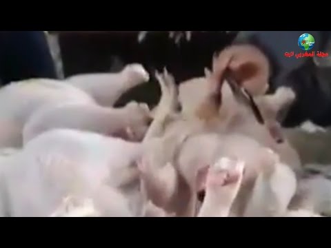 بالفيديو  فضيحة عملية تسويق الدجاج الفاسد