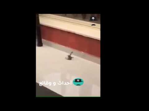 شاهد عصفور شجاع يرفض التخلي عن صديقه