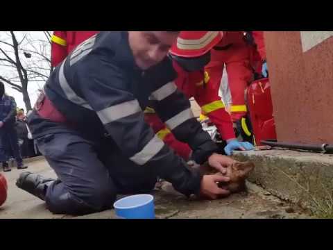 لحظة إنقاذ رجل إطفاء كلبًا من الموت