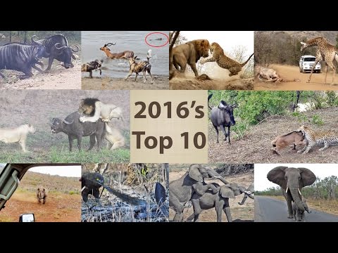 شاهد أفضل مشاهد صراع الحيوانات في 2016