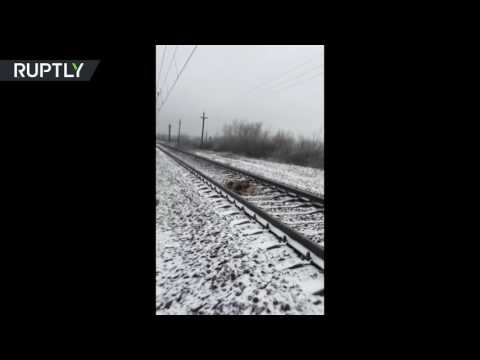 شاهد كلب يواجه الموت يومين على سكة القطارات لإنقاذ صديقه المصاب