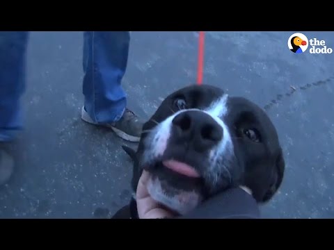 رد فعل كلب علم أنه خرج من سجن الملجأ ليتم تبنيه