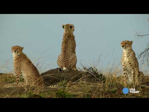 الفهد يواجه خطر الانقراض دون مساعدة