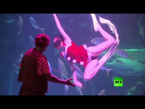 كوريون يحتفلون بعيد الميلاد في حوض أسماك