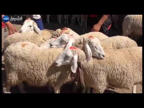 مشروع لإخراج سوق الماشية من وسط تمالوس