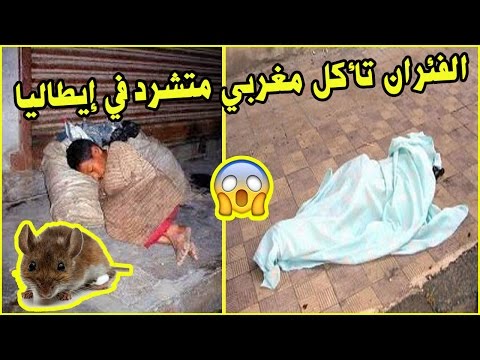 الفئران تنهش مغربي في إيطاليا