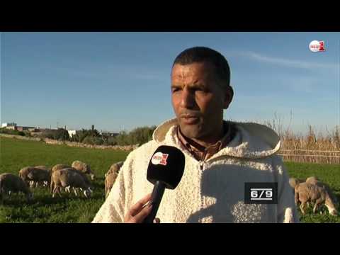 شاهد  الاعتماد على الزراعة الكلئية والاستغناء عن العلف الاصطناعي