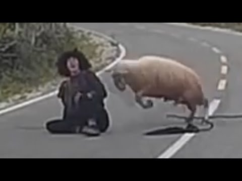 خروف غاضب يضرب الراعى على الطريق العام