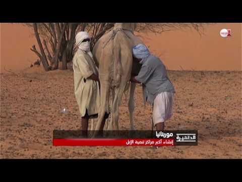 شاهد   إنشاء أكبر مركز لتنمية الإبل