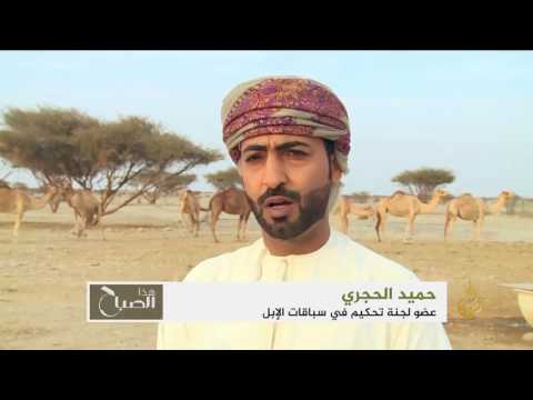 شاهد الإبل العمانية من أفضل السلالات في العالم