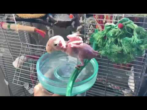 شاهد ببغاء أقرع يستمتع بحياته أكثر منك