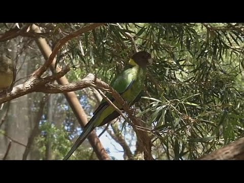 شاهد التغير المناخي له تأثير حتى على أجنحة الطيور