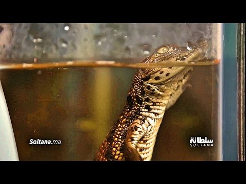 شاهد  أسرار ومعطيات جديدة بشأن أغوشاف