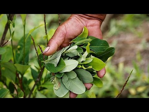 شاهد منتجو نبات الكوكا في كولومبيا يحتجون ضد استبدال المحاصيل