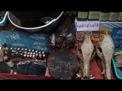 بالفيديو علاجات شعبية من جلد الفيلة تهدّد ما تبقى من هذه الحيوانات في بورم