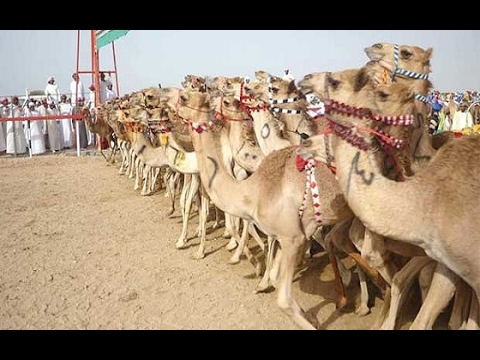 بالفيديو خادم الحرمين يطلق مهرجان الجنادرية 31