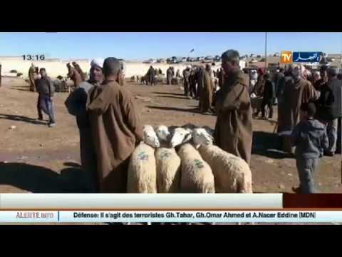 شاهد رفع دعم الشعير يهدّد تربية المواشي