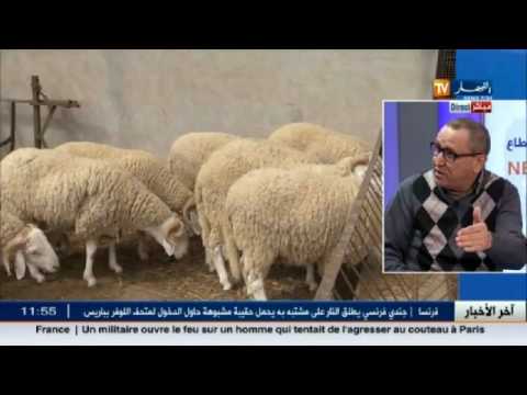 شاهد خبير زراعي يؤكد أنه من المستحيل أن يطلب الموال زيادة سعرالشعير