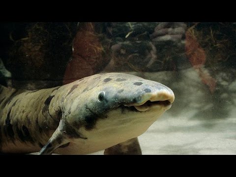 شاهد الموت الرحيم لأطول الأسماك عمرًا