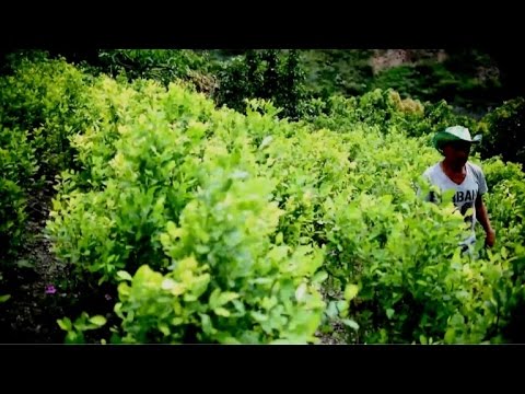 بالفيديو  مزارعو الكوكا في كولومبيا قلقون على مستقبلهم