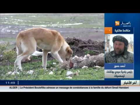 شاهد سبب هلاك الثروة الحيوانية في الجزائر