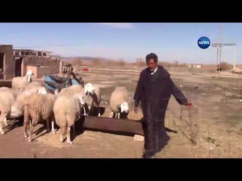 الفلاحون يؤيدون رفع الدعم على مادة الشعير