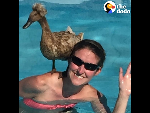 شاهد بطة تُشارك في علاج من أنقذت حياتها