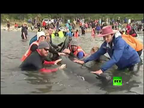 منع أكثـر من 200 حـوت من الجنـوح إلى الشاطئ في نيوزيلندا