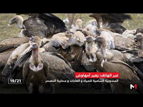 شاهد  تداعيات تعذيب نسر أكلف نادر