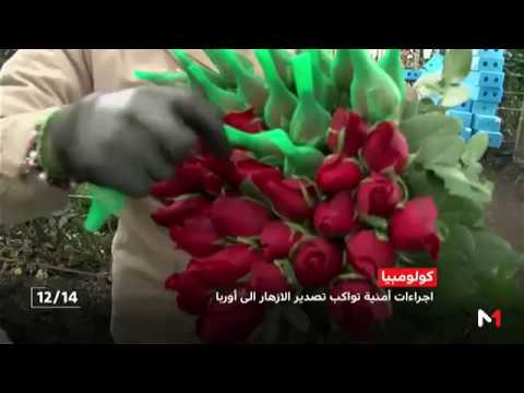 شاهد عيد الحب عند تجار المواد المخدرة