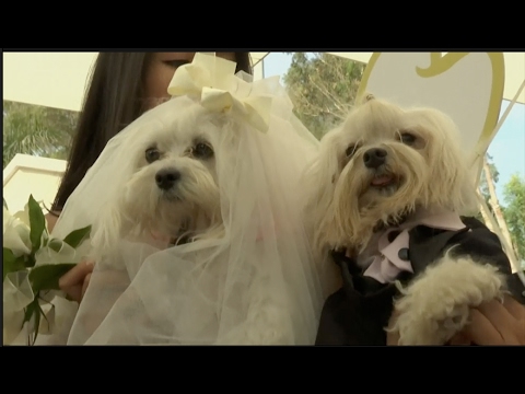 شاهد حفلة زفاف رائعة لمجموعة من الكلاب