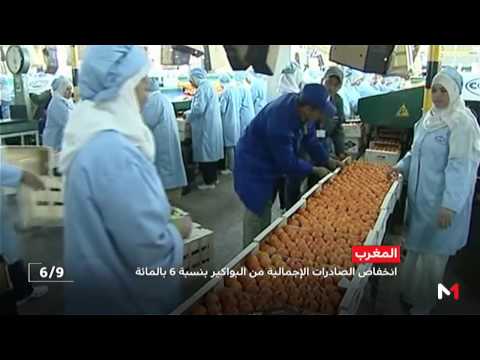 انخفاض الصادرات الإجمالية من البواكر في المغرب بنسبة 6 بالمائة