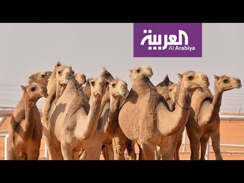 كيفية اختيار الفائز في مسابقة ملك جمال الإبل