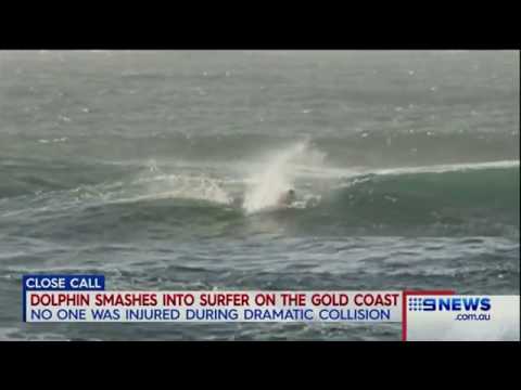 دولفين ضخم يسقط أعلى متزلّج