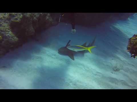 سمكة قرش تطلب مساعدة أحد الغواصين