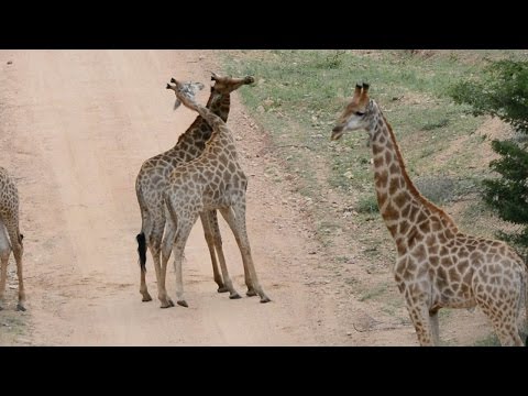 شاهد مهمة جديدة لرقبة الزرافة الطويلة