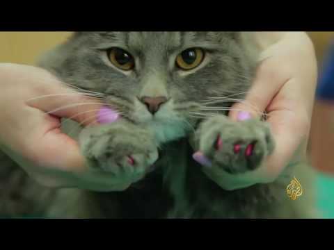 شاهد مركز في روسيا للعناية بالحيوانات الأليفة وجمالها