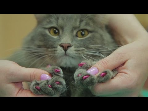 شاهد ساونا وسبا لـ صفوة مجتمع الحيوانات