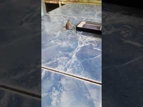 شاهد فرس نبي يرقص على موسيقى تكنو