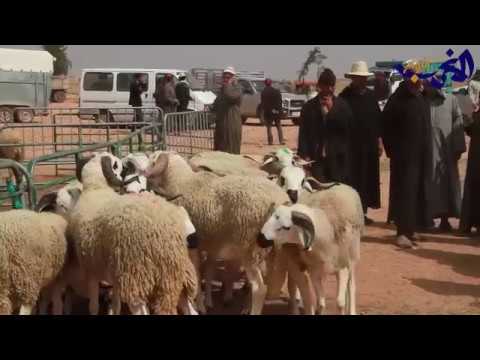 شاهد لجنة وطنية تُشرف على اختيار نوع من الغنم في مدينة سطات