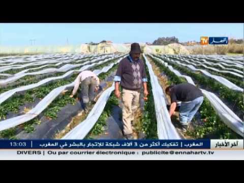 شاهد إنشاء مشاتل الفراولة للحد من ظاهرة العزوف الجماعي