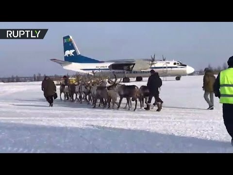 حيوانات الرنة على متن طائرة نقل an26