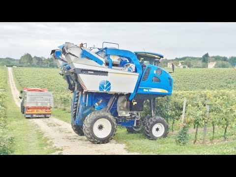 طريقة  جمع العنب آليًا في المزارع