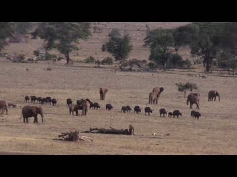 مزارع يكافح لحماية الحيوانات من النفوق عطشًا في كينيا