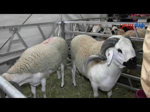 شاهد عارض لسلالة الصردي في سطات
