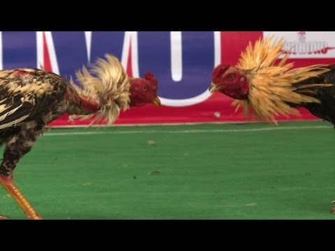 مصارعة الديوك في مدغشقر ما بين التقليد والمبالغة