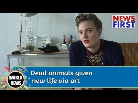 أشكال فنية غريبة من الحيوانات المحنطة
