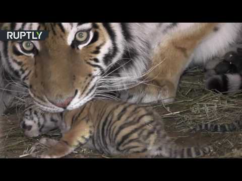 شاهد نمرة تلد ثلاثة صغار في حديقة الحيوان في جزيرة القرم