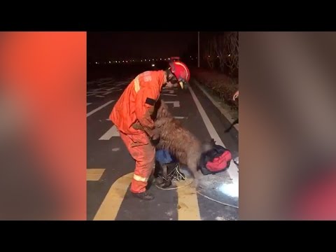 شاهد كلب ذهبي من الصين يحاول إثبات العكس