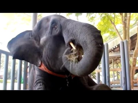 شاهد قدم صناعي تعيد الحياة لأنثى فيل